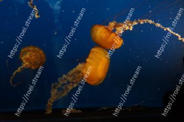 Jellyfish, Cnidaria, Underwater, Marine biology, Water, Marine invertebrates, Organism, Sky, Invertebrate, Sea 