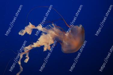 Jellyfish, Marine invertebrates, Marine biology, Cnidaria, Invertebrate, Organism, Portuguese man o war, Bioluminescence, Plankton, Underwater 