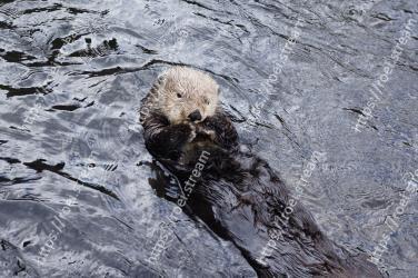 Otter, Marine mammal, Sea otter, Organism, Rock, Geology, Wildlife, Mustelidae 