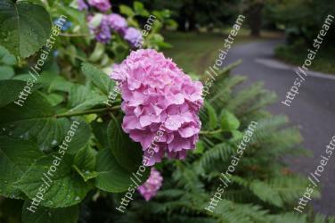 Flower, Flowering plant, Hydrangeaceae, Plant, Pink, Hydrangea, Lilac, Petal, Botany, Subshrub 