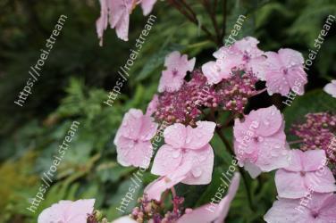 Flower, Flowering plant, Pink, Plant, Petal, Hydrangea, Botany, Hydrangeaceae, Spring, Cornales 