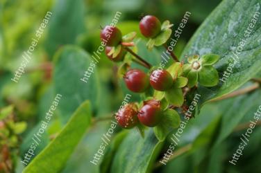 Flower, Flowering plant, Plant, Fruit, Leaf, Berry, Food, Lingonberry, Hypericum, Arctostaphylos 