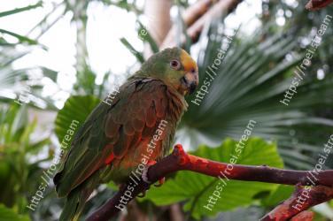 Bird, Beak, Parrot, Parakeet, Branch, Leaf, Budgie, Perico, Adaptation, Organism 
