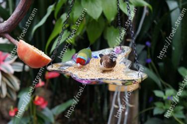 Flower, Plant, Botany, Organism, Bird feeder, Hummingbird, Anthurium 