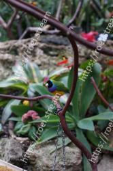 Terrestrial plant, Plant, Flower, Botany, Leaf, Organism, Adaptation, Bromeliaceae, Beak, Plant stem 
