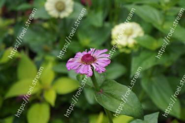 Flower, Flowering plant, Petal, Plant, Green, Pink, Botany, Leaf, Wildflower, Annual plant 
