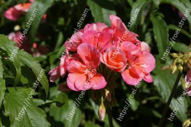 Flower, Flowering plant, Petal, Plant, Pink, Geranium, Geraniales, geranium, Begonia, Geraniaceae 