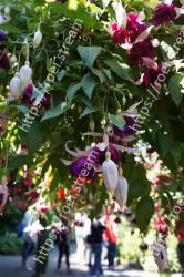 Flower, Flowering plant, Plant, Botany, Annual plant, Petal, Sweet peas, Perennial plant 