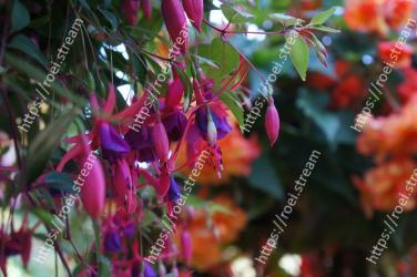 Flower, Plant, Flowering plant, Fuchsia, Pink, Botany, Leaf, Tree, Evening primrose family, Plant stem 