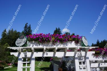Flower, Pink, Sky, Tree, Spring, Botany, Plant, Architecture, House, Tourism 