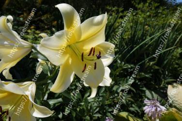 Flower, Lily, Flowering plant, White, Petal, Yellow, Plant, Fawn lily, Lily family, Botany 