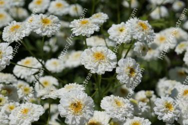 Flower, Flowering plant, Plant, chamomile, Tanacetum parthenium, Chamaemelum nobile, Petal, Tanacetum balsamita, heath aster, spanish daisy 