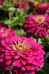 Flower, Flowering plant, Petal, Plant, Pink, Annual plant, Magenta, common zinnia, Wildflower, Daisy family 