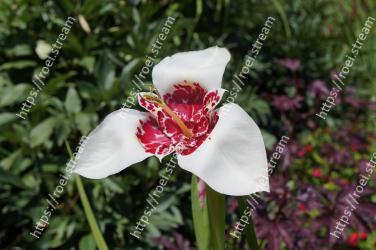 Flowering plant, Flower, Petal, Plant, Terrestrial plant, Botany, Sego lily, Wildflower, Lily family, Iris 