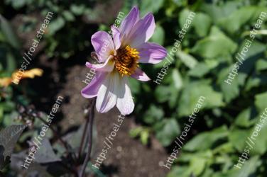 Flower, Flowering plant, Petal, Plant, Wildflower, Botany, Spring, Bee, Membrane-winged insect, Pollen 