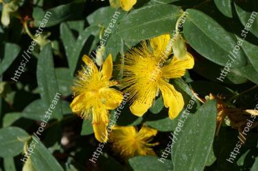 Flower, Flowering plant, Plant, Hypericaceae, Yellow, Hypericum, Leaf, Petal, Wildflower, Herbaceous plant 