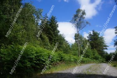 Tree, Natural landscape, Nature, Vegetation, Natural environment, Forest, Nature reserve, Biome, Road, Tropical and subtropical coniferous forests 