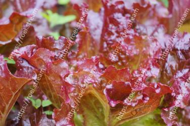 Leaf, Red leaf lettuce, Flower, Plant, Food, Leaf vegetable, Macro photography, Produce, Perennial plant 