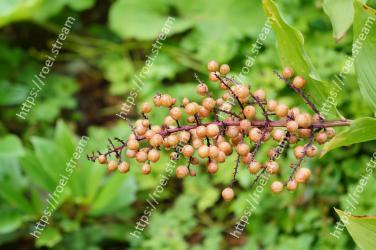 Plant, Flower, Flowering plant, Tree, Fruit, Food 