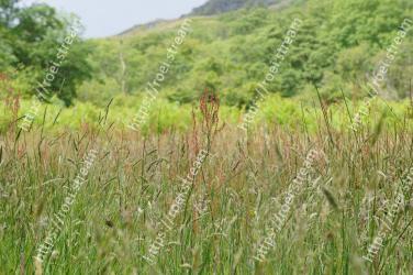 Vegetation, Grass, Prairie, Grassland, Natural environment, Plant, Phragmites, Nature reserve, Meadow, Grass family 