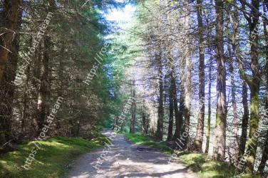Tree, Forest, Natural landscape, Natural environment, Nature, Woodland, Nature reserve, Biome, Trail, Woody plant 