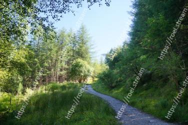 Natural landscape, Tree, Nature, Vegetation, Nature reserve, Natural environment, Green, Road, Forest, Trail 
