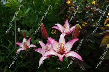 Flower, Flowering plant, Lily, Plant, Petal, Pink, stargazer lily, Terrestrial plant, Botany, Daylily 