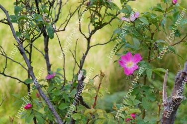 Flower, Plant, Flowering plant, Prickly rose, Petal, Rose family, Rosa dumalis, Rose, Shrub, Morning glory 