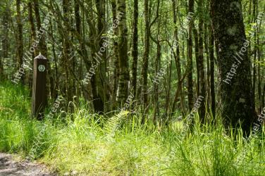 Tree, Forest, Nature, Natural landscape, Green, Natural environment, Nature reserve, Vegetation, Old-growth forest, Woodland 
