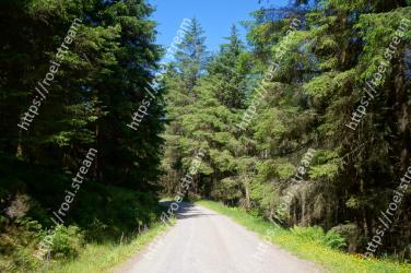 Tree, Natural landscape, Vegetation, Nature, Road, Natural environment, Tropical and subtropical coniferous forests, Forest, Nature reserve, Biome 