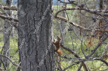 Tree, Squirrel, Branch, Wildlife, Eurasian Red Squirrel, Fox squirrel, Plant, Trunk, Woody plant, Organism 