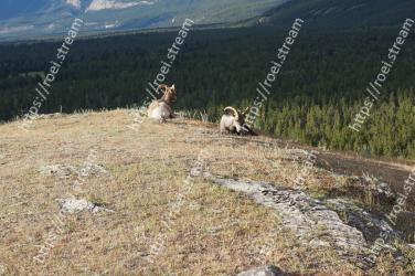 Canidae, Dog, Wilderness, Mountain, Highland, Tundra, Carnivore, Livestock guardian dog, Greenland dog, Pasture 