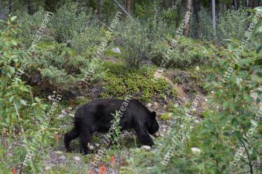 Bear, American black bear, Nature reserve, Wildlife, Biome, Plant community, Sloth bear, Terrestrial animal, Grizzly bear, Carnivore 