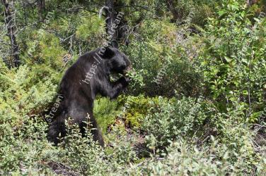 Vertebrate, Bear, Mammal, Grizzly bear, American black bear, Wildlife, Nature reserve, Terrestrial animal, Brown bear, Carnivore 