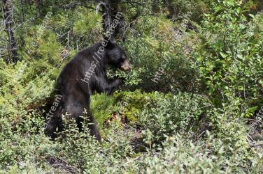 Vertebrate, Mammal, Bear, Wildlife, American black bear, Terrestrial animal, Carnivore, Plant, National park 