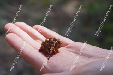 Hand, Conifer cone, Plant, Soil, Finger 