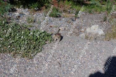 Grass, Plant, Groundcover, Grass family, Subshrub, Gravel, Soil, Chipmunk, Rock 