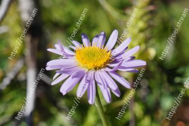 Flower, Flowering plant, aromatic aster, Plant, Petal, alpine aster, Aster, european michaelmas daisy, Daisy family, smooth aster 