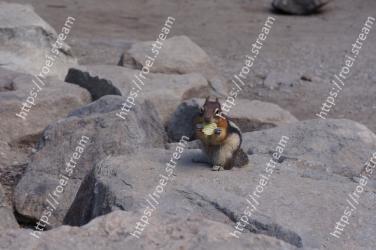 Chipmunk, Squirrel, Rock, Fawn, Rodent 