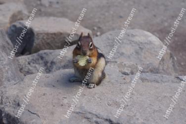 Chipmunk, ground squirrels, Squirrel, Wildlife, Rodent, Fox squirrel, Rock, Fawn 
