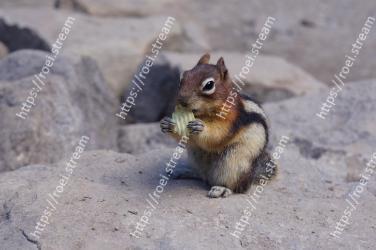 Vertebrate, Squirrel, Mammal, Chipmunk, Wildlife, ground squirrels, Organ Mountains Chipmunk, Eastern chipmunk, Rodent, Snout 