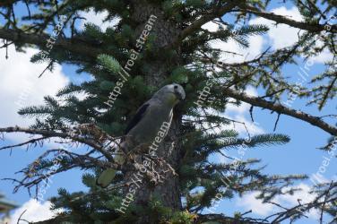 Tree, Bird, Beak, Branch, Plant, Organism, Coopers Hawk, Buzzard, Kite, Wildlife 