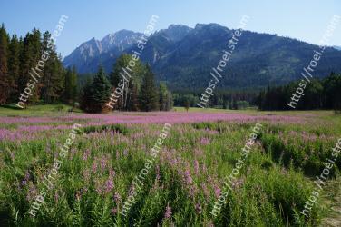 Natural landscape, Wilderness, Nature, Meadow, Natural environment, Flower, Grassland, Lavender, Mountainous landforms, Plant 