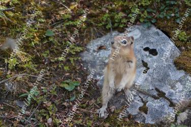 Gopher, Wildlife, Terrestrial animal, Adaptation, Organism, Fawn, Grass, Rodent, Tail, Muridae 