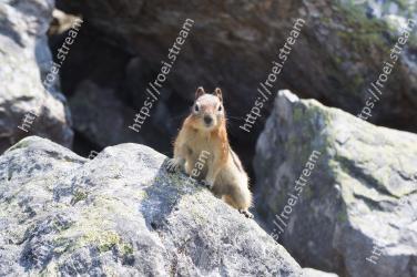 Mammal, Mountain goat, Wildlife, Rock, Fawn, Goats, Rodent, ground squirrels, Marmot 