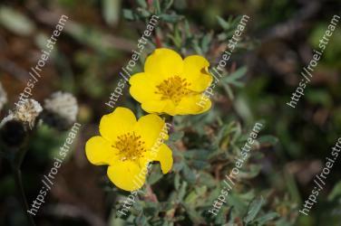 Flower, Flowering plant, Petal, Yellow, Plant, Common tormentil, Wildflower, Cinquefoil, buttercup, Rosa omeiensis 