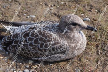 Vertebrate, Bird, Beak, Western Gull, Seabird, Charadriiformes, Gull, Wildlife, Adaptation, European herring gull 