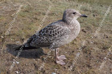 Bird, Vertebrate, Beak, Western Gull, Seabird, Charadriiformes, Great black-backed gull, Gull, European herring gull, Stock dove 
