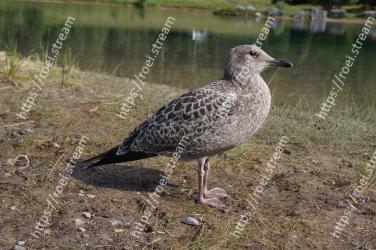 Bird, Vertebrate, Beak, Seabird, Charadriiformes, Shorebird, Adaptation, Gull, Wildlife, Water bird 