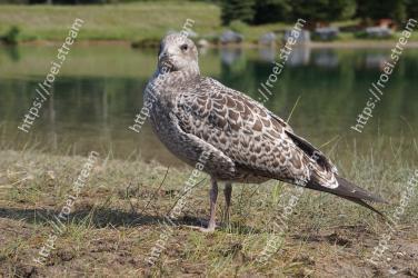 Bird, Vertebrate, Beak, Seabird, Wildlife, Charadriiformes, Shorebird, Terrestrial animal, Adaptation, Black bellied Plover 